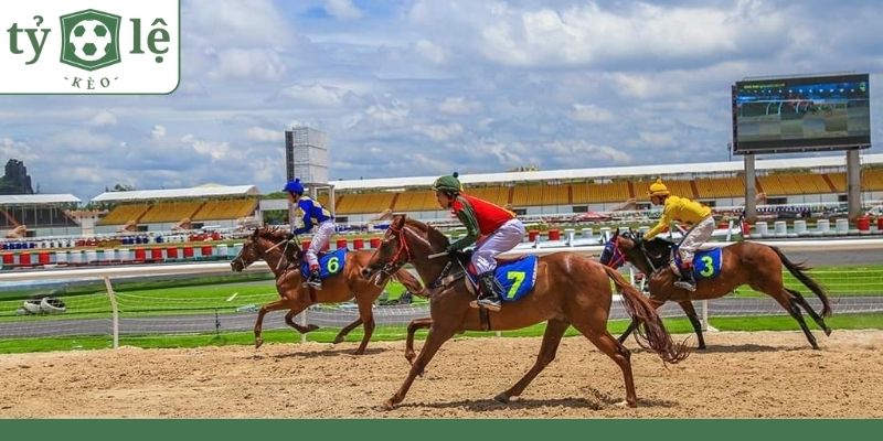 Những kèo cược đua ngựa được lựa chọn nhiều nhất